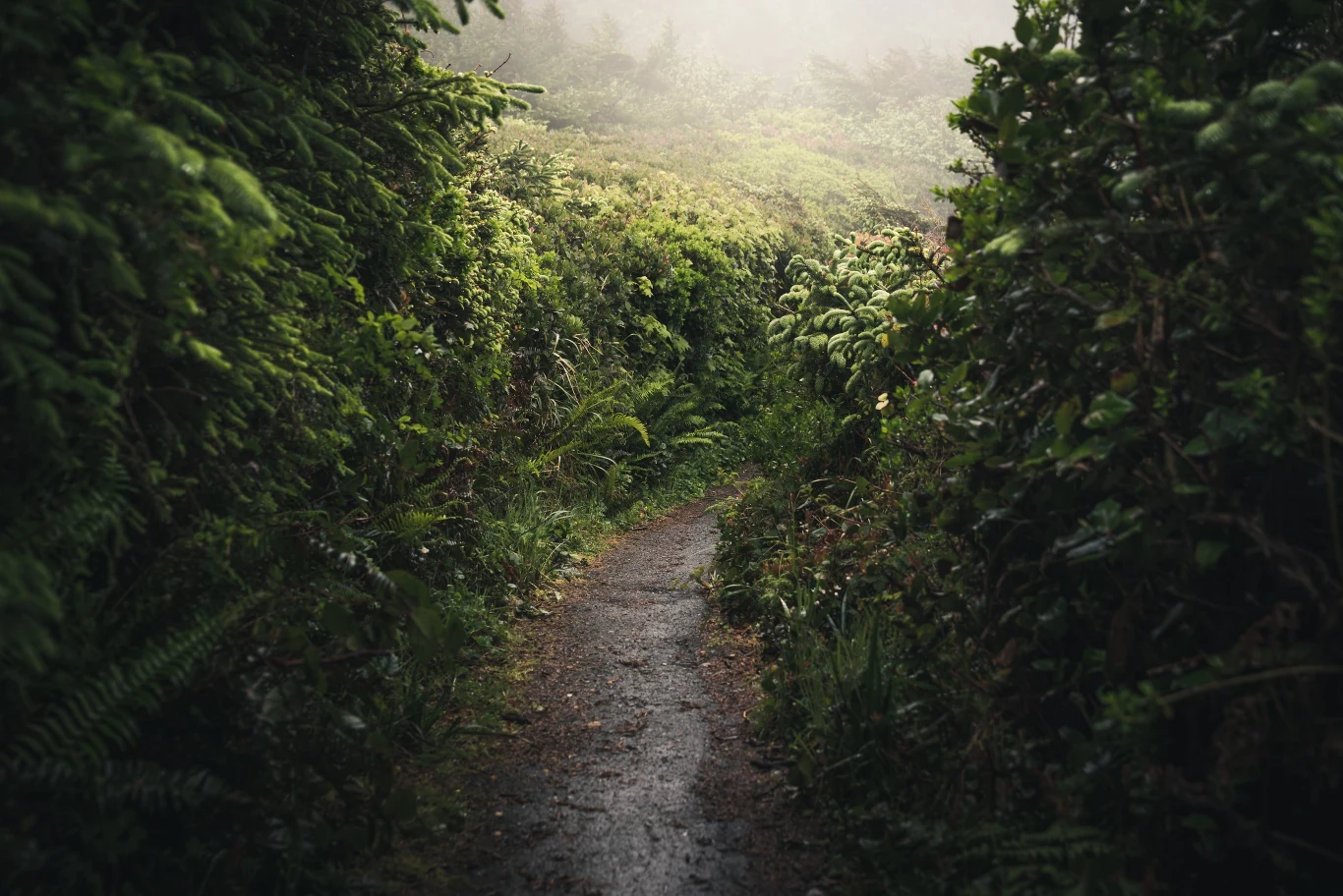 "Drogi widma" niszczą lasy deszczowe. Rozprowadzają wirus, jakim jest człowiek "Drogi widma" niszczą lasy deszczowe. Rozprowadzają wirus, jakim jest człowiek