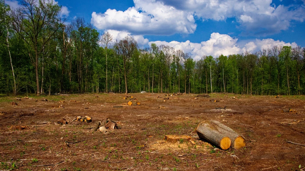 Wraz z pojawiającymi się nielegalnymi szlakami gwałtownie wzrasta poziom wylesiania   