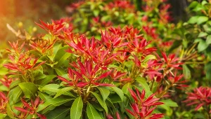 Lubisz rośliny z kolorowymi liśćmi? Koniecznie posadź w ogrodzie ten krzew 