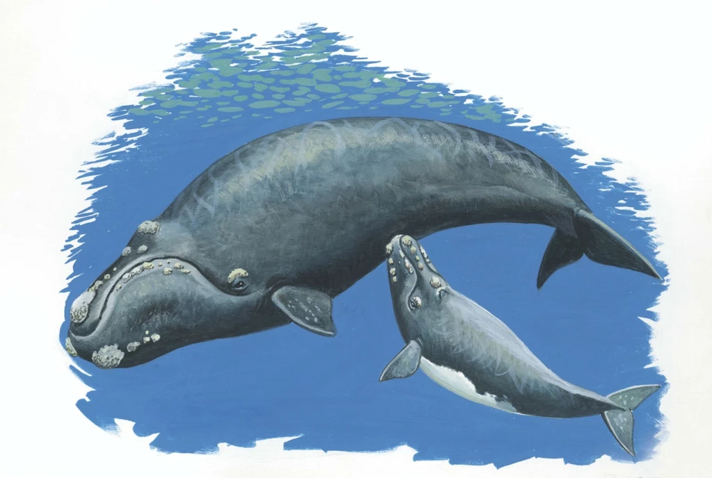 Waleń biskajski był obiektem polowań od średniowiecza