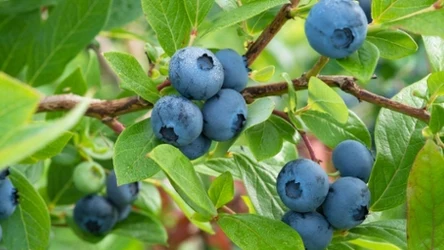 Borówki za darmo w Biedronce!