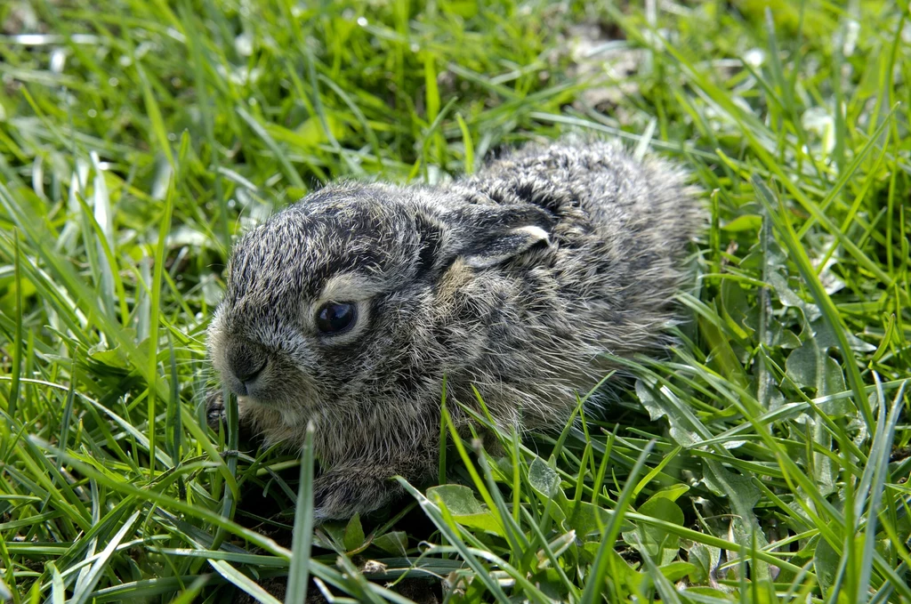 Młode zwierzę leży w trawie i się nie rusza? Zającowi możemy bardziej zaszkodzić niż pomóc