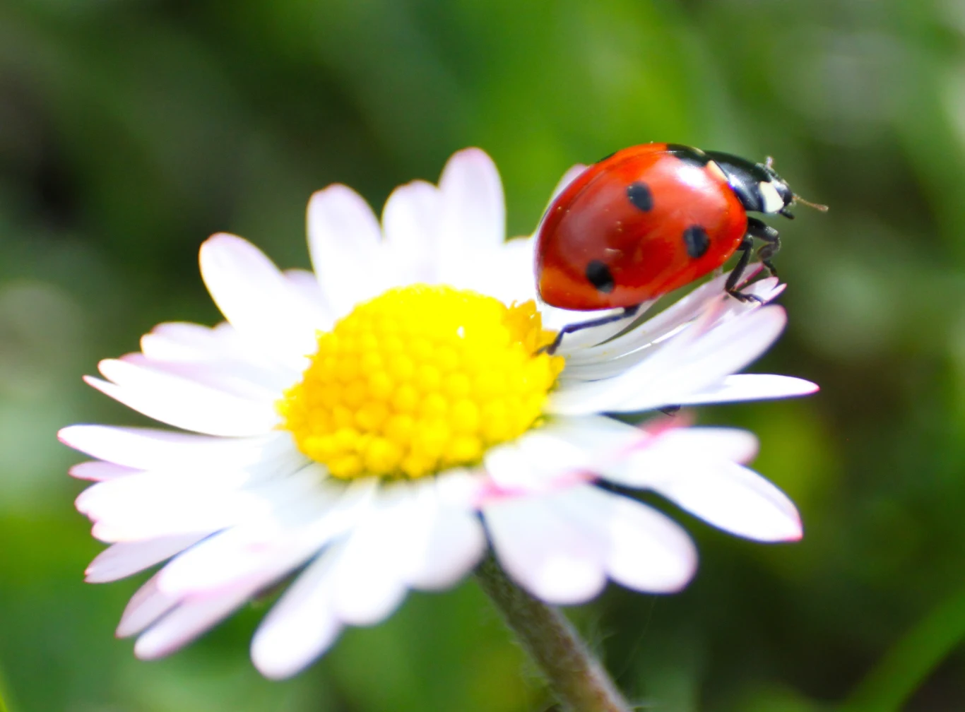 Biedronki pomagają w walce z mszycami.