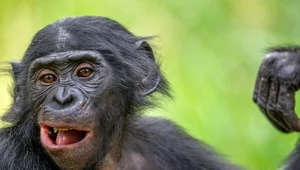 Bonobo potrafią stroić miny