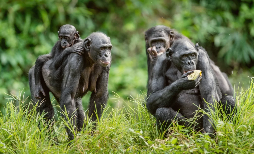 Grupa bonobo w kongijskiej dżungli