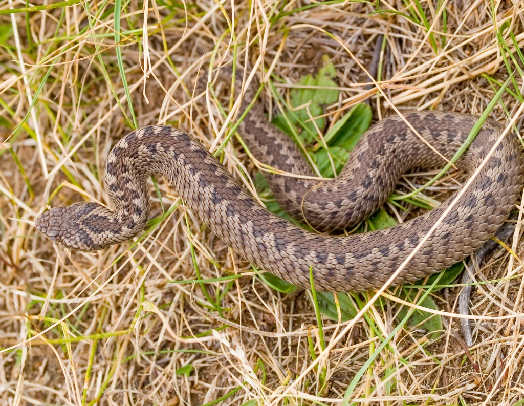 Żmija zygzakowata napotkana w drodze do Morskiego Oka