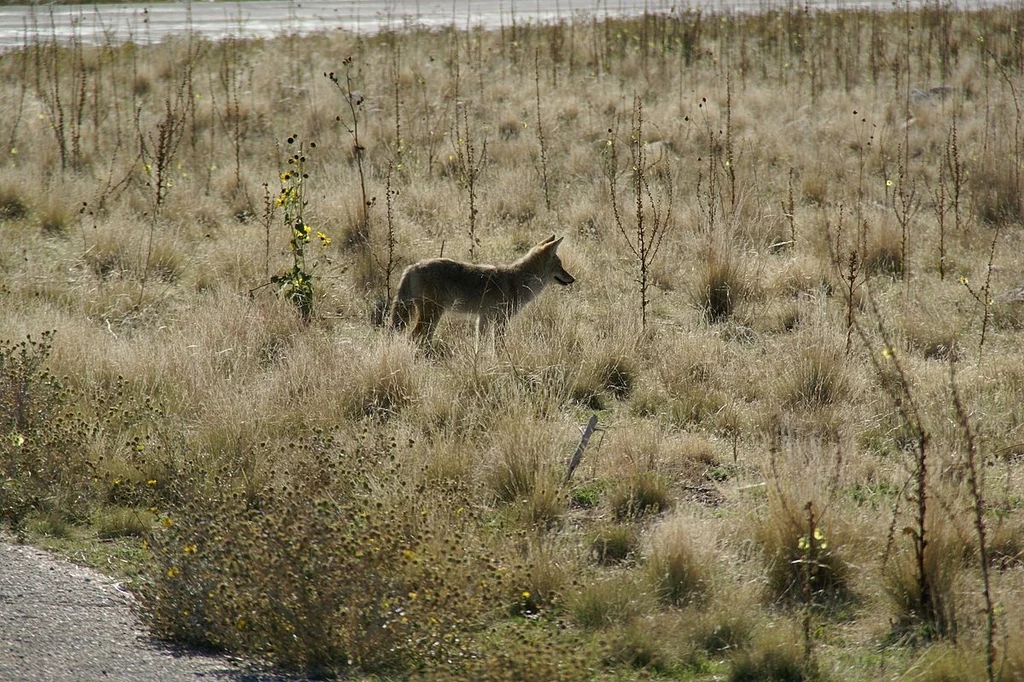 Un coyote visto da lontano può essere scambiato per un coyote