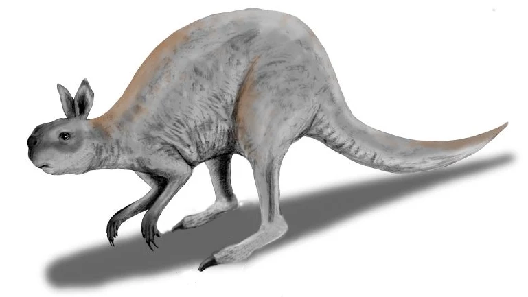 Procoptodon - największy kangur w dziejach świata