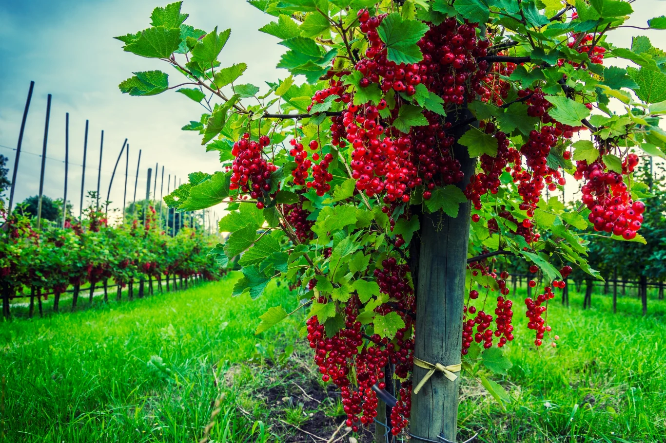 Krzew porzeczki czerwonej na jednym pniu w sadzie.
