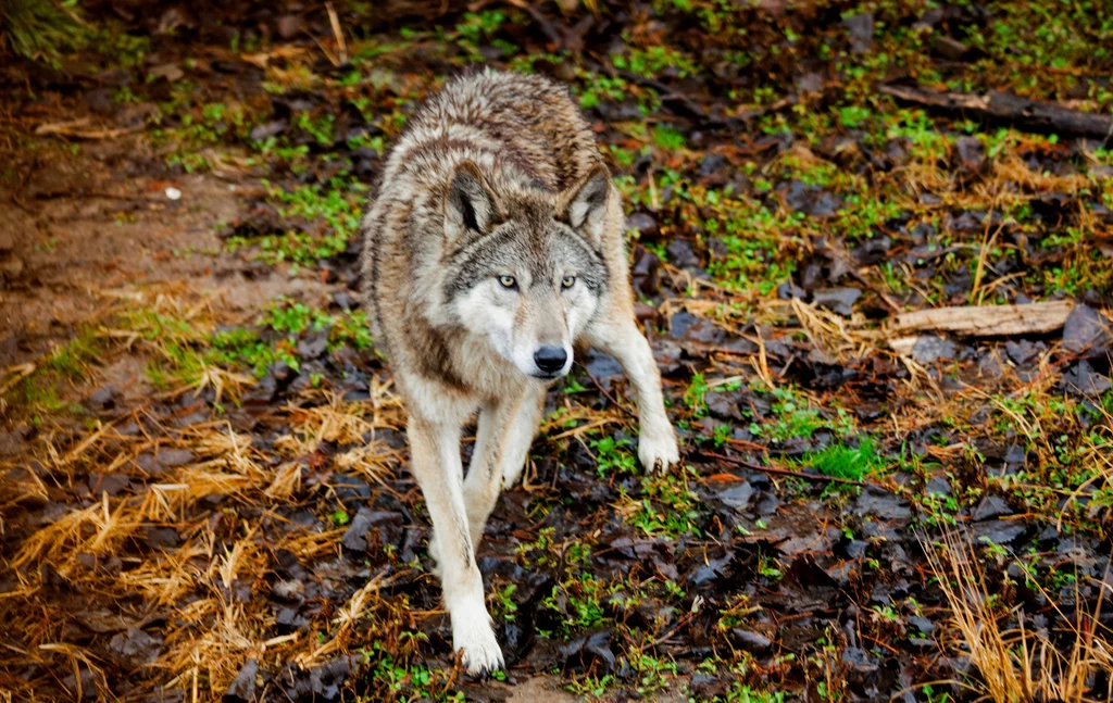 Wilki z USA i Kanady potrafią być bardzo duże. Niedawno myśliwy z Michigan pomylił to zwierzę z kojotem. To ogromna strata, bo wilki na tym terenie niemal nie występują