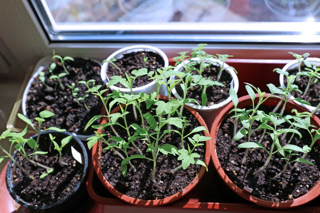 Nieodpowiednio doświetlone sadzonki pomidorów zaczną zbyt szybko wyrastać
