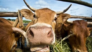 Kosztowny dodatek do paszy ma ograniczać emisje krów. Naukowcy ostrzegają