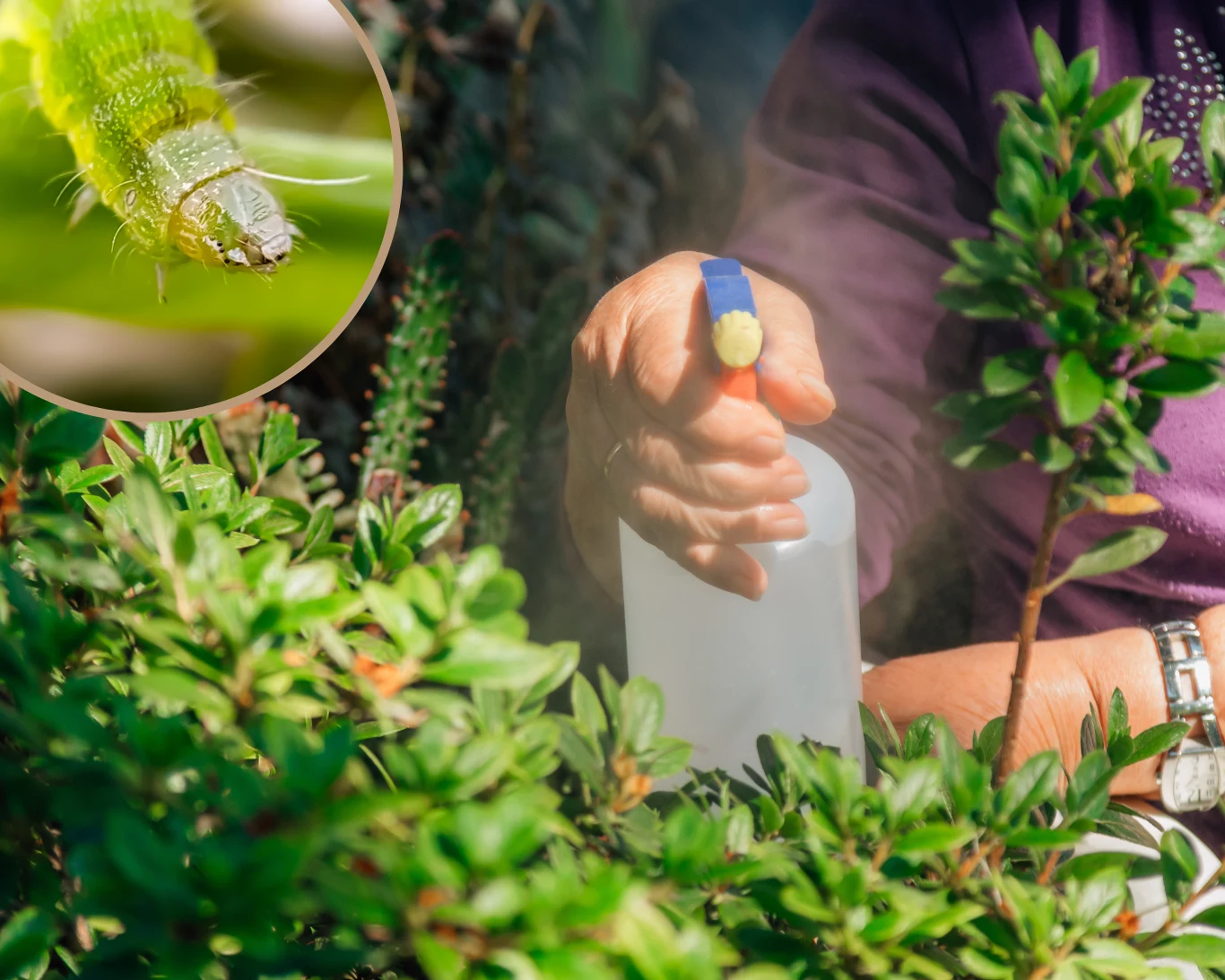Jak pozbyć się zielonych gąsienic? Jak pozbyć się zielonych gąsienic?
