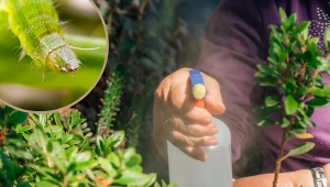 Zbierz na łące i zagotuj. Najlepszy oprysk na gąsienice w ogrodzie