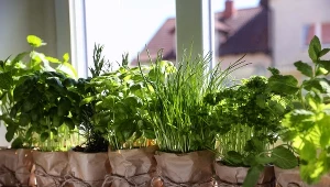 Te nowalijki wyhodujesz na parapecie. Możesz sporo zaoszczędzić