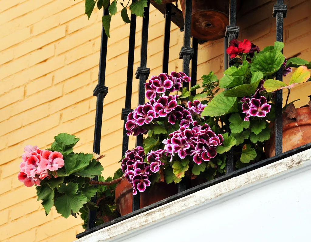 Upewnij się, że twoje kwiaty balkonowe nie są problemem dla innych