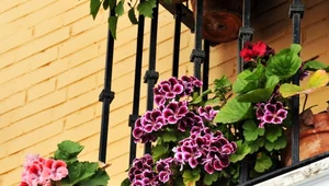 Upewnij się, że twoje kwiaty balkonowe nie są problemem dla innych