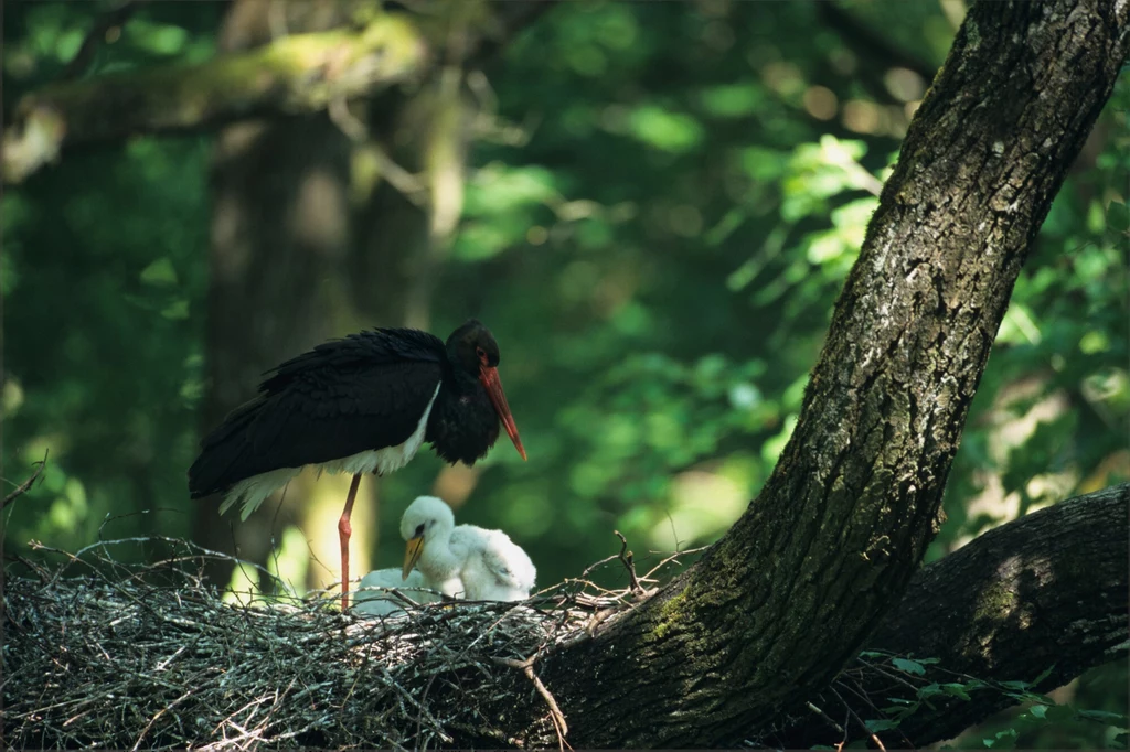 Gniazdo bociana czarnego najczęściej zakładane jest w lesie