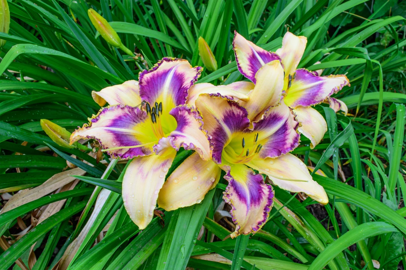 Liliowce mogą mieć różne kolory atrakcyjnych kwiatów. Wszystko zależy od odmiany Liliowce mogą mieć różne kolory atrakcyjnych kwiatów. Wszystko zależy od odmiany