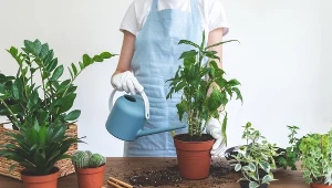 Dlaczego zamiokulkas marnieje? Winna może być temu woda