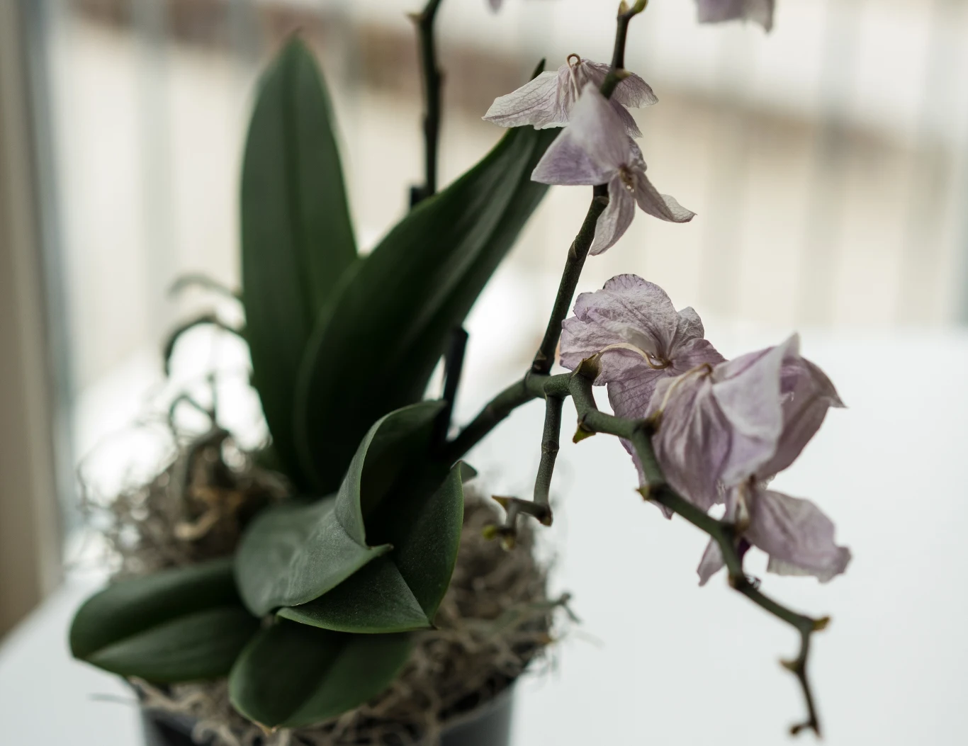 Otwieranie okna zimą może poważnie zaszkodzić storyczkom Larwy ziemiórek mogą zagnieździć się też w podłożu storyczków