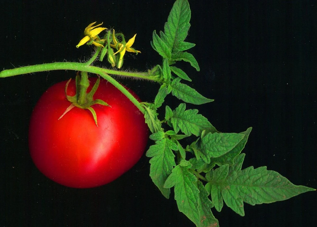 Pomidor