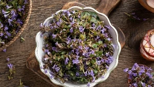 Rośnie na łąkach i na trawnikach. Mało kto wie, że jest taki zdrowy 