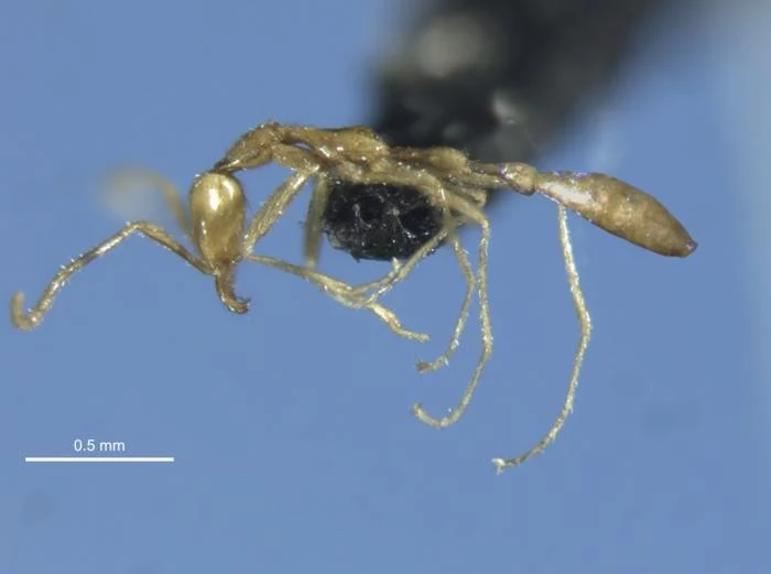 Mrówka Leptanilla voldemort