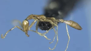 Mrówka Leptanilla voldemort