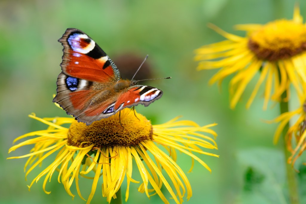 Motyl rusałka pawik.