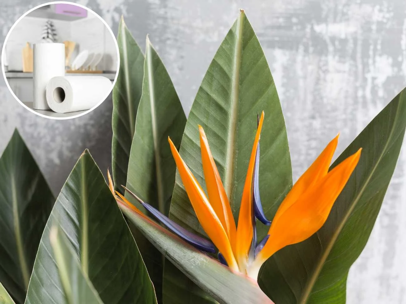 Co zrobić, żeby strelicja rozwinęła liście? Co zrobić, żeby strelicja rozwinęła liście?