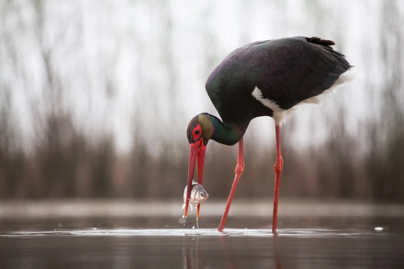 Polskie bociany czarne mają szansę uzyskać cenne wsparcie dla ochrony gatunku Polskie bociany czarne mają szansę uzyskać cenne wsparcie dla ochrony gatunku