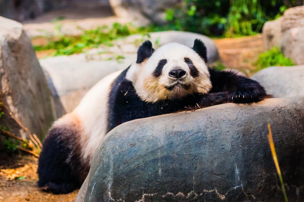 Panda wielka to wciąż zwierzę bardzo rzadkie