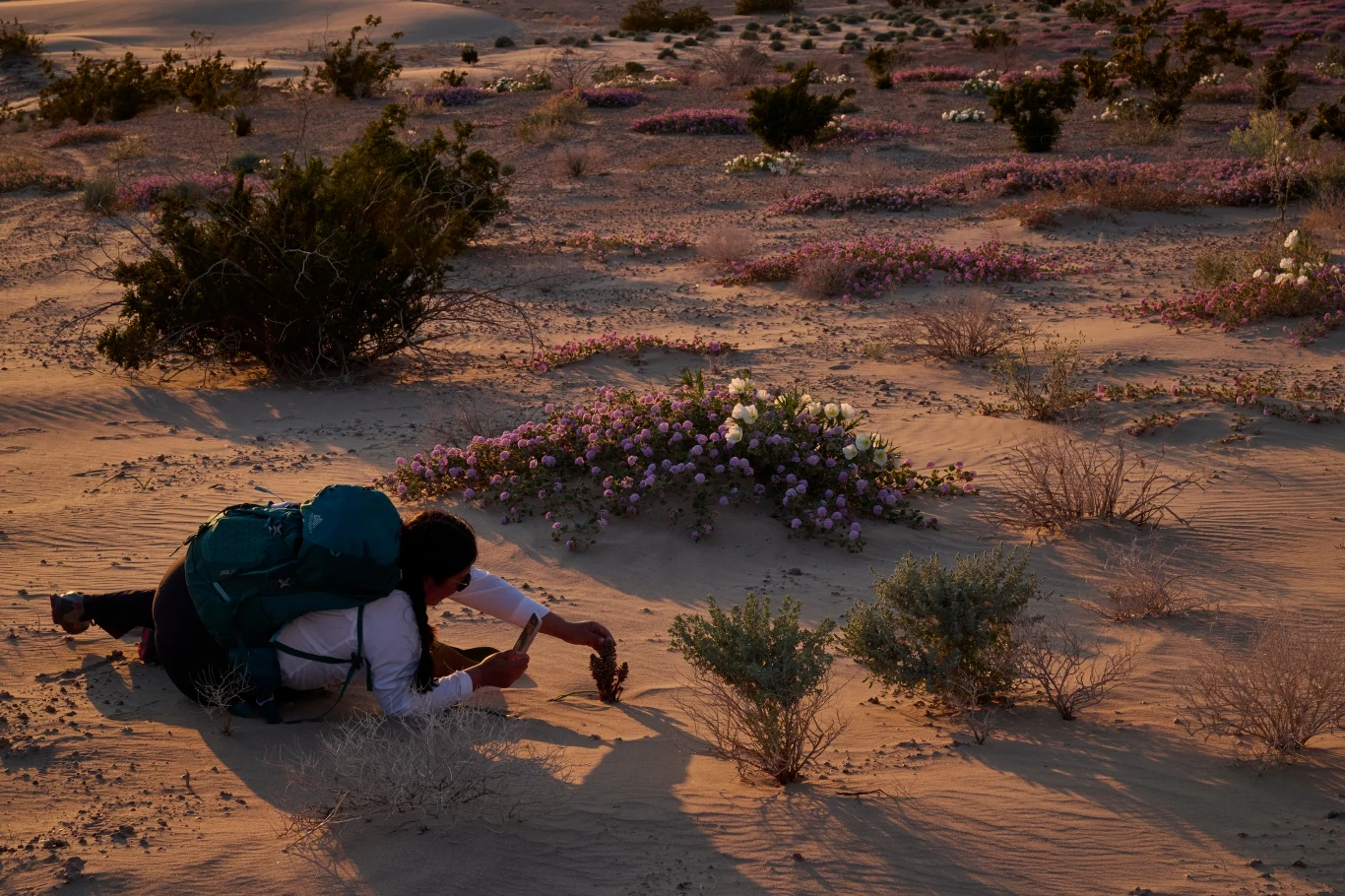Naomi Fraga fotografuje Aphyllon Cooperi, roślinę należącą do rodziny zarazowatych
