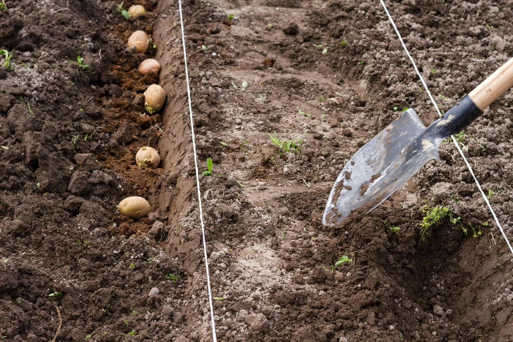 Kiedy sadzi się ziemniaki i jak to robić? O tym trzeba pamiętać.