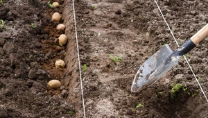 Kiedy sadzić ziemniaki i jak to robić? Najlepszy termin i proste zasady