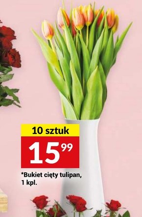 Tulipan niska cena