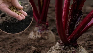Nie prześpij tego terminu wysiewu buraków. Inaczej możesz zapomnieć o smacznym barszczu