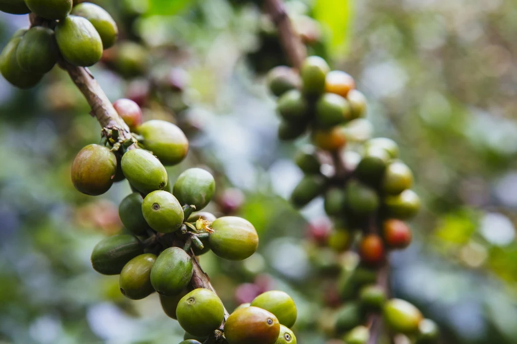 Kawa rosnąca w Etiopii, swej ojczyźnie