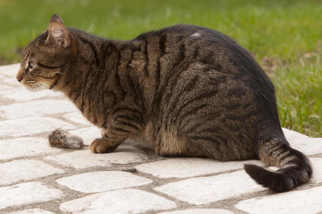 Koty polują na drobne ssaki, gady i płazy
