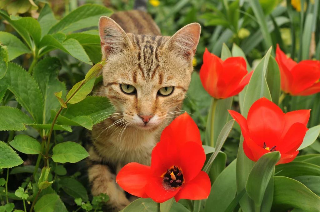 Kot domowy to gatunek obcy w przyrodzie - uważają naukowcy