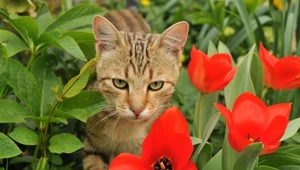 Kot domowy jest w naturze gatunkiem obcym. Może być sporym zagrożeniem 