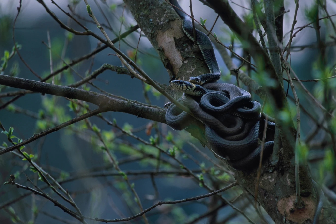 W Polsce występuje nie cztery, a pięć gatunków węży 