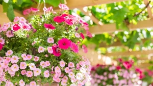 Taras czy balkon mogą pięknie się prezentować, jeśli wypełnimy je barwnymi kwiatami w podwieszanych doniczkach. Jakie rośliny wybrać? 