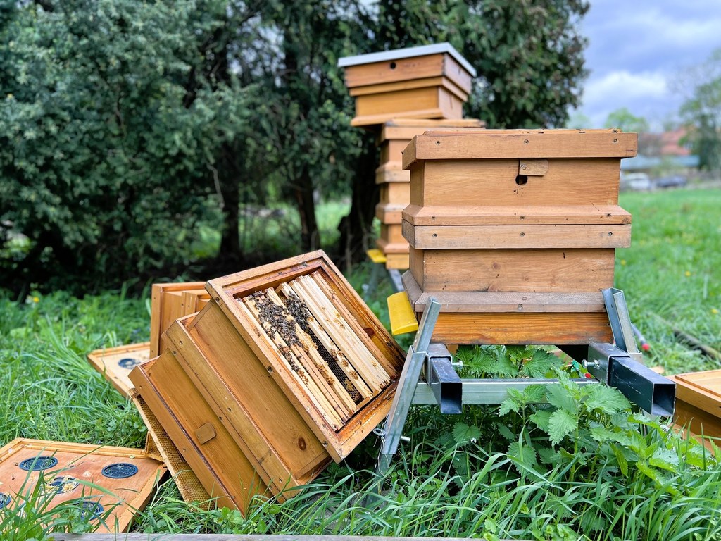 Zniszczone pasieki w Wilanowie (fot. Muzeum Jana III Sobieskiego/ Facebook)