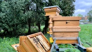 Koszmarne sceny w Warszawie. Ule zdemolowane, pszczoły muszą zginąć