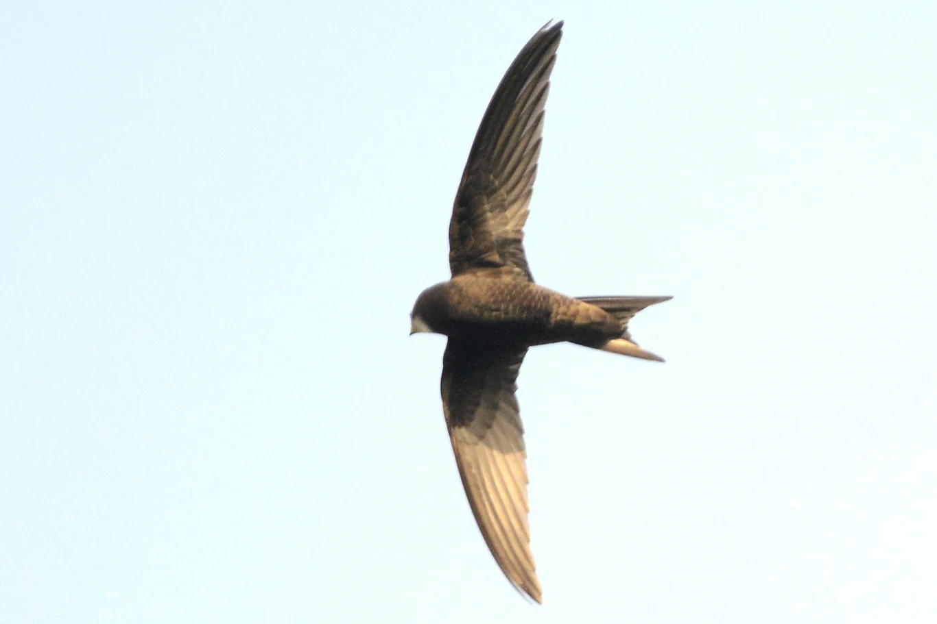 Jerzyki to ptaki, które nie lubią żyć w samotności. Jedna budka nie zachęci raczej tych ptaków do zamieszkania blisko nas