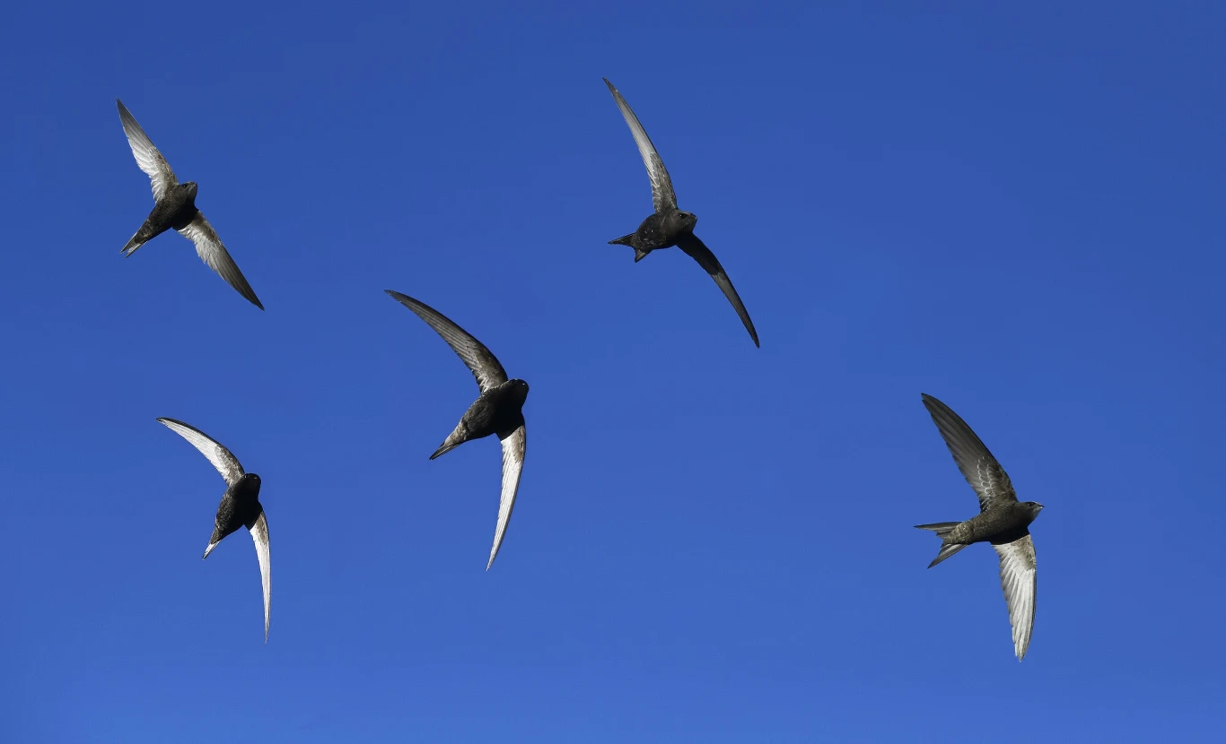 Jerzyk należy do gatunków zagrożonych i w Polsce jest pod ścisłą ochroną