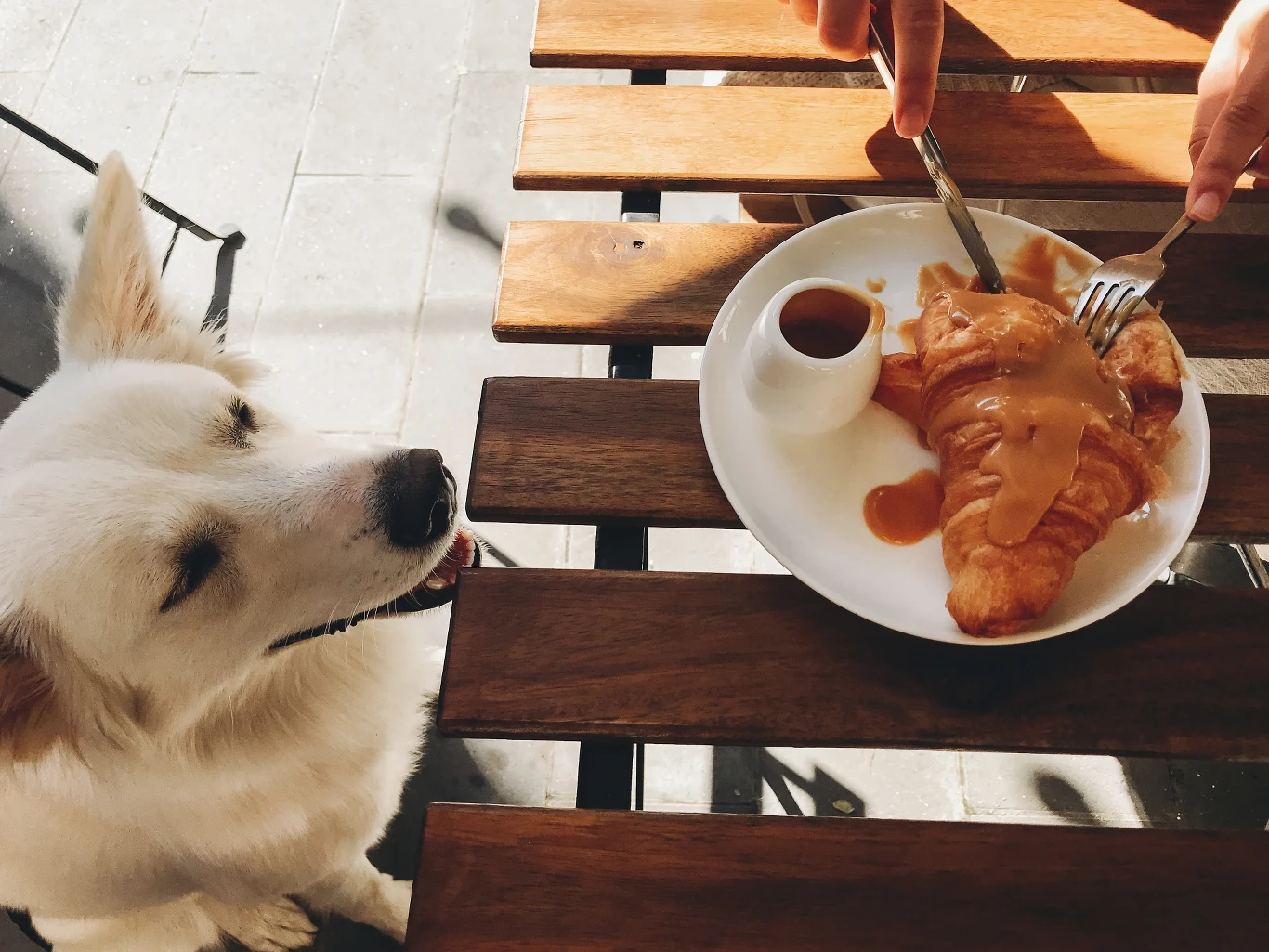Właściciel lokalu gastronomicznego lub sklepu może odmówić wpuszczenia psa do środka