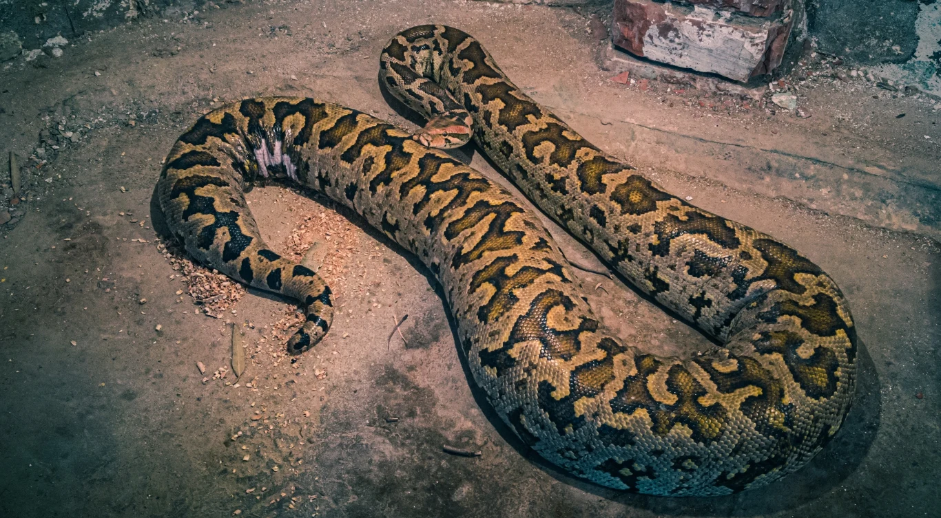 Wielki pyton tygrysi